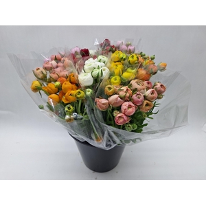 Mono Ranonkel ass x10 EX