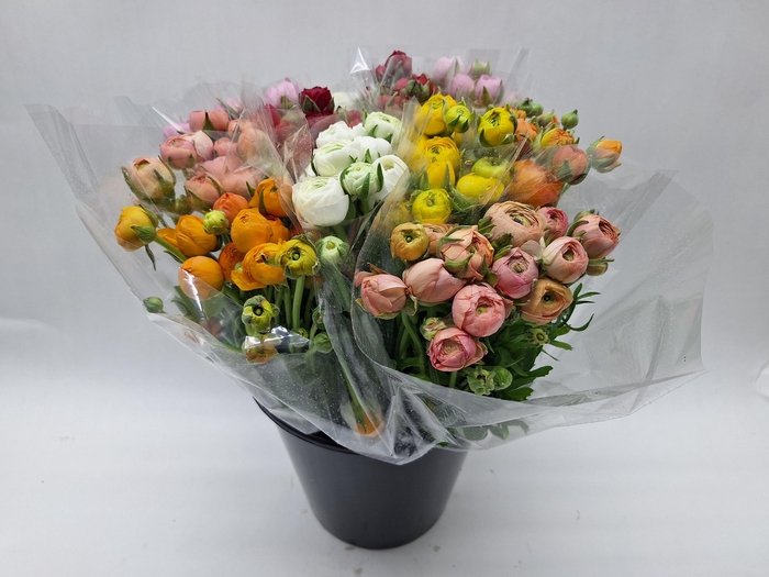 <h4>Mono Ranonkel ass x 10</h4>