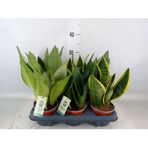 Sansevieria   ...