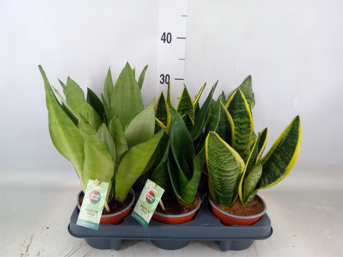 <h4>Sansevieria   ...</h4>
