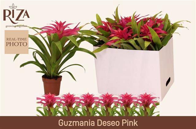 <h4>.Guzmania deseo pink</h4>