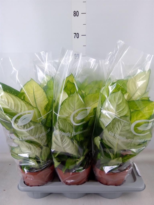 <h4>Dieffenbachia</h4>