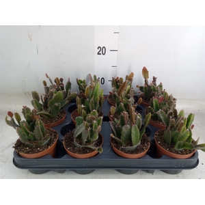 Rhipsalis   ...