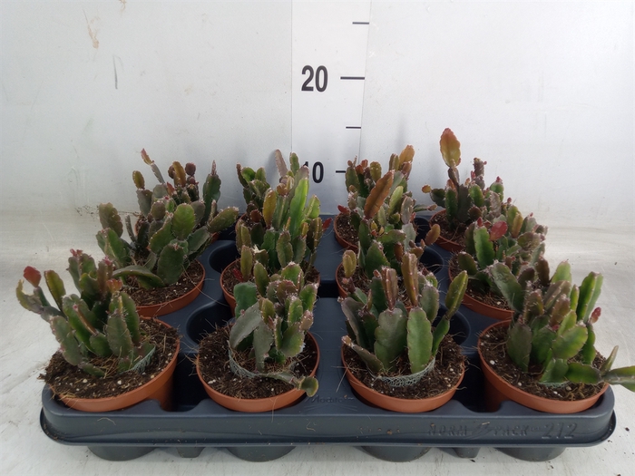 <h4>Rhipsalis   ...</h4>