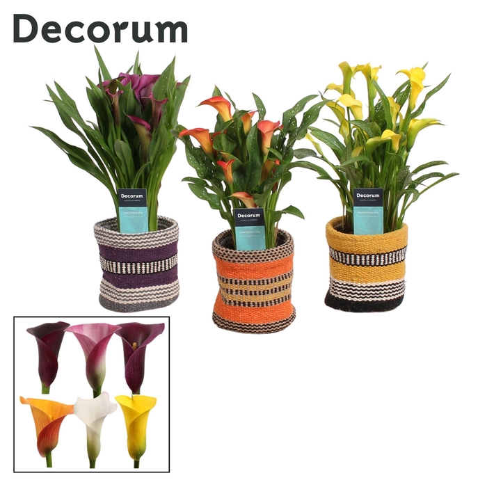 <h4>Zantedeschia (Calla) Mix in Ompot Evita (Decorum)</h4>