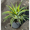 Agave overig