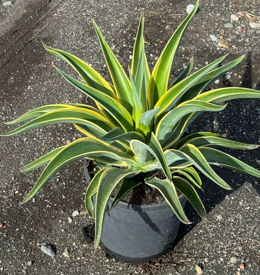 Agave overig