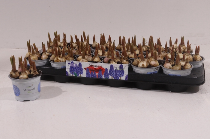 <h4>MUSCAR BIG SMILE</h4>