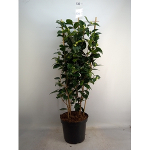 Camellia japonica