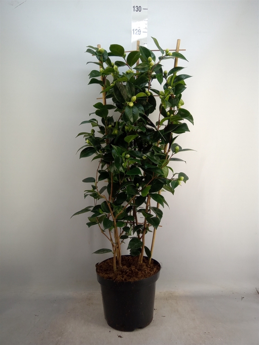 <h4>Camellia japonica</h4>