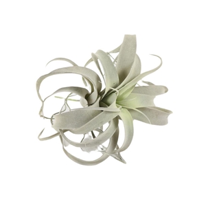 Tillandsia Xerographica 25cm Grey