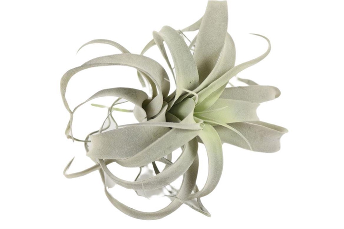 <h4>Tillandsia Xerographica 25cm Grey</h4>