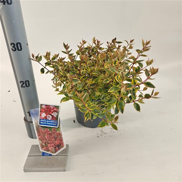<h4>Abelia grandiflora Mystic Daydream ('Opstal 40'PBR)</h4>