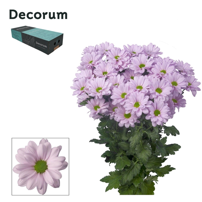 <h4>Chr T Kennedy Rosy Decorum exportbox</h4>