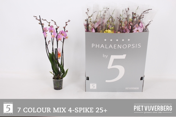 <h4>PHAL GEM 7 KL</h4>