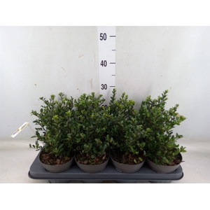 Ilex crenata 'Dark Green'