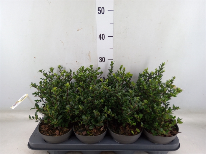 <h4>Ilex crenata 'Dark Green'</h4>