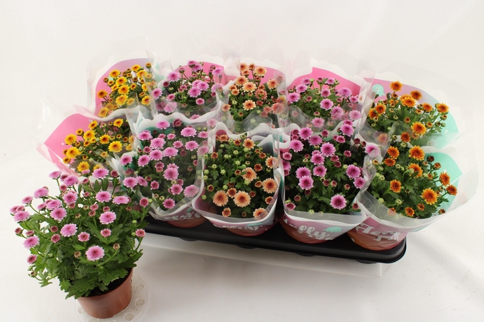 <h4>CHRYS JELLYFI GEM</h4>