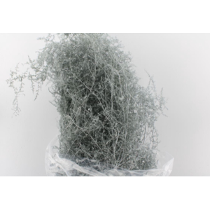 ASPARAGUS  WILD  SNOW