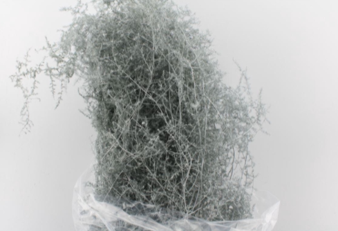 <h4>ASPARAGUS  WILD  SNOW</h4>