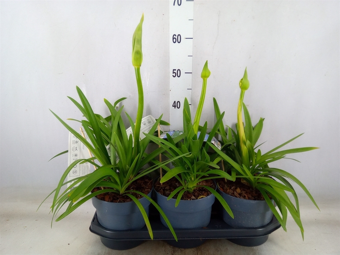 <h4>Agapanthus  'Fireworks'</h4>