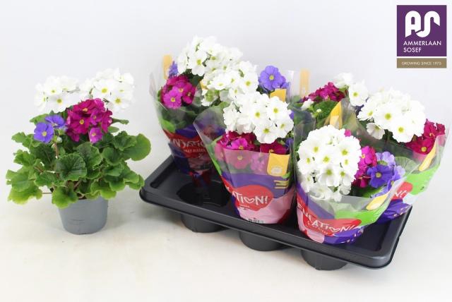 <h4>PRIM OB SWEETKIS SEN</h4>