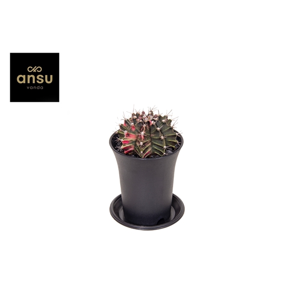 <h4>Gymnocalycium mihanovichii Japan gemengd</h4>
