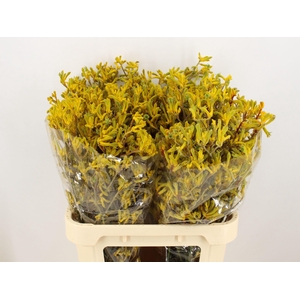 ANIGOZ YELLOW GEM