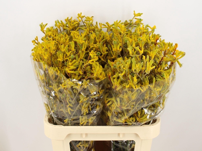 <h4>ANIGOZ YELLOW GEM</h4>