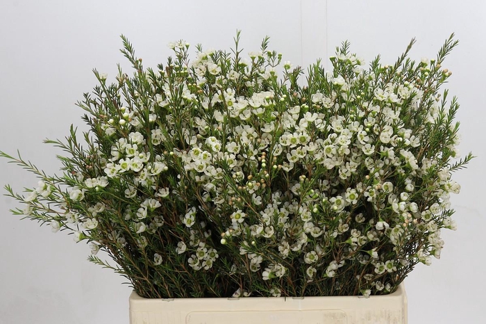 <h4>Chamelaucium Sirius</h4>