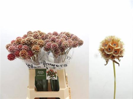 <h4>Scabiosa Koraal Glitter</h4>