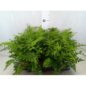 Asplenium parvati