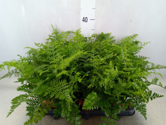 <h4>Asplenium parvati</h4>