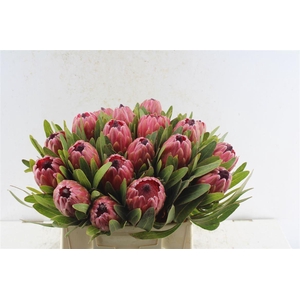 Protea Red Ice