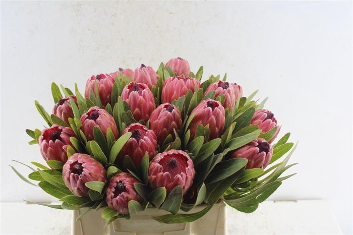<h4>Protea Red Ice</h4>