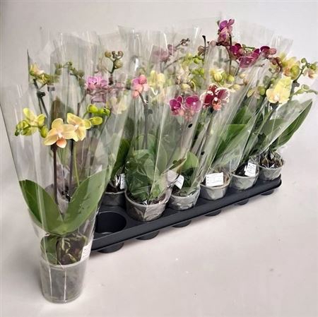 Phal Gem 4 Kl