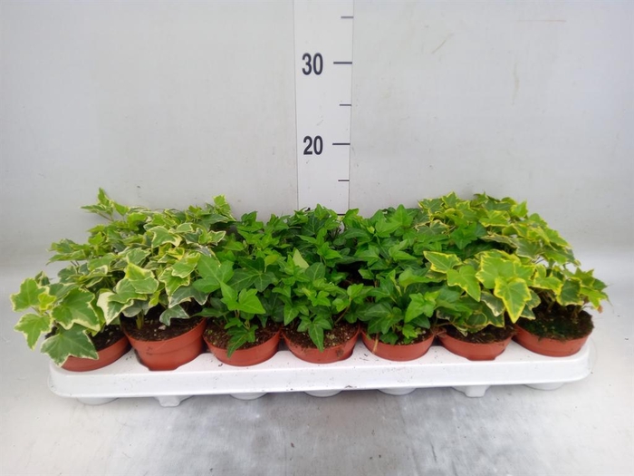 <h4>Hedera ...mix</h4>