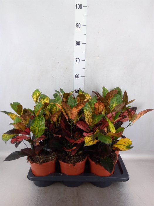 Codiaeum var. KL 'Mrs Iceton'