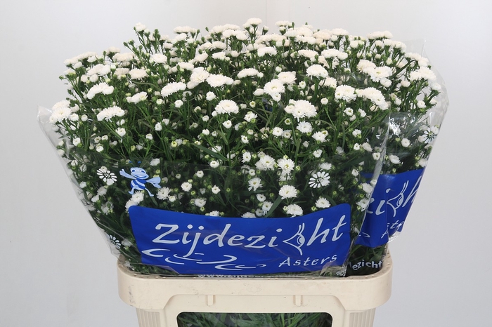 <h4>Aster Cassy</h4>