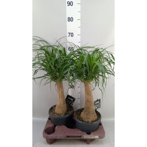 Beaucarnea recurvata