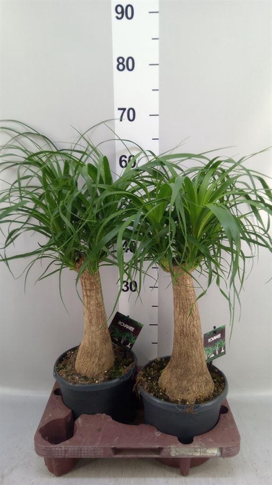 <h4>Beaucarnea recurvata</h4>