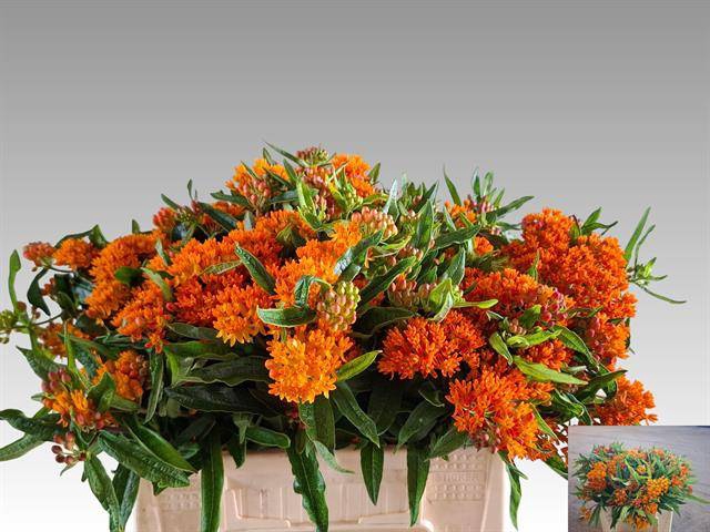<h4>ASCL TUBEROSA</h4>