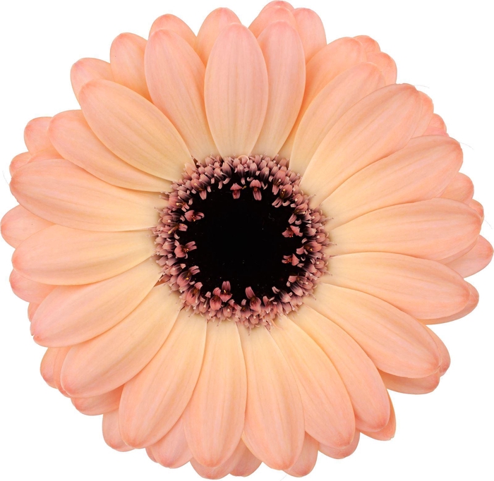 <h4>GERMINI JEDI</h4>