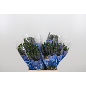 Veron Smart June Milka