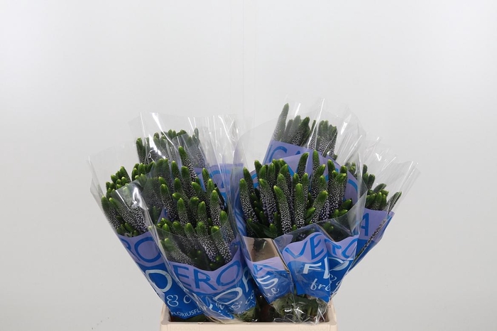 <h4>Veron Smart June Milka</h4>