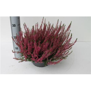 Callu Ga G Franca