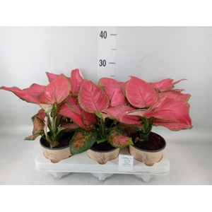 Aglaonema   ...