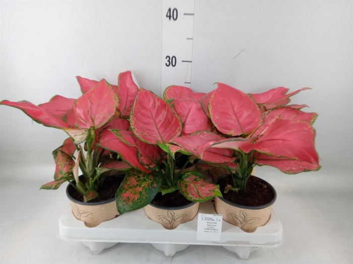 <h4>Aglaonema   ...</h4>