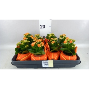 Arr. Planten L%