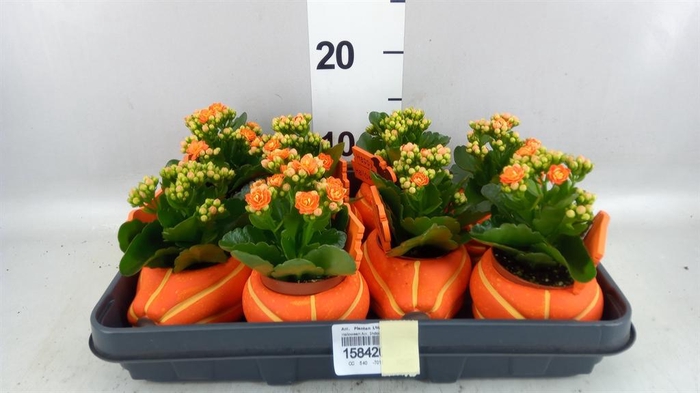<h4>Arr. Planten L%</h4>